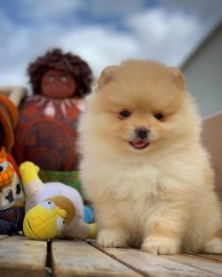 Irk Ve Sağlık Garantili Pomeranian Boo 2