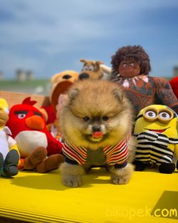 Irk Ve Sağlık Garantili Pomeranian Boo 3