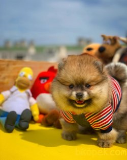 Irk Ve Sağlık Garantili Pomeranian Boo 4
