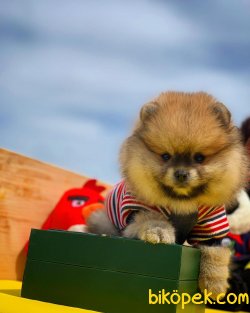 Irk Ve Sağlık Garantili Pomeranian Boo 2