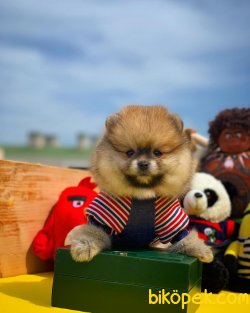 Irk Ve Sağlık Garantili Pomeranian Boo 1