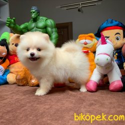 Irk Ve Sağlık Garantili Pomeranian Boo Yavrularımız 2