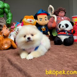 Irk Ve Sağlık Garantili Pomeranian Boo Yavrularımız 1