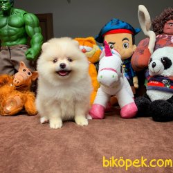 Irk Ve Sağlık Garantili Pomeranian Boo Yavrularımız 4