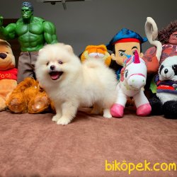 Irk Ve Sağlık Garantili Pomeranian Boo Yavrularımız 3