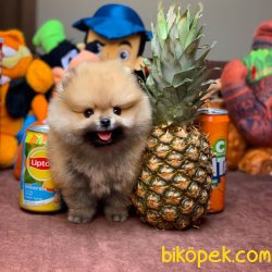 Irk Ve Sağlık Garantili Pomeranian Boo Yavrularımız 3