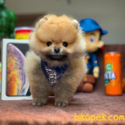 Irk Ve Sağlık Garantili Pomeranian Boo Yavrularımız 2