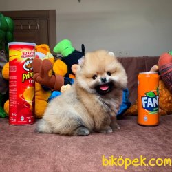 Irk Ve Sağlık Garantili Pomeranian Boo Yavrularımız 4