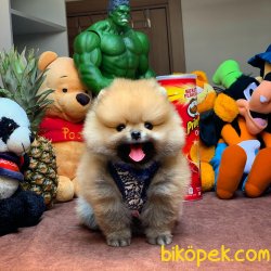 Irk Ve Sağlık Garantili Pomeranian Boo Yavrularımız 5