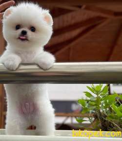 Irk Ve Sağlık Garantili Pomeranian Boo Yavrularımız 2