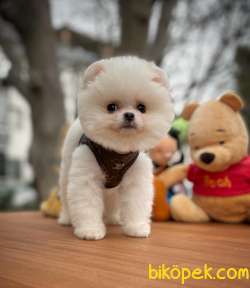 Irk Ve Sağlık Garantili Pomeranian Boo Yavrularımız 4