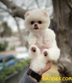 Irk Ve Sağlık Garantili Pomeranian Boo Yavrularımız 1