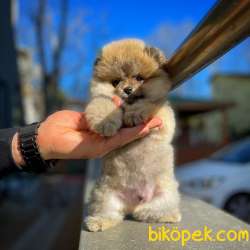 Irk Ve Sağlık Garantili Pomeranian Boo Yavrularımız 2