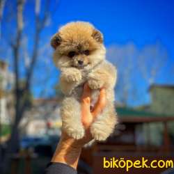 Irk Ve Sağlık Garantili Pomeranian Boo Yavrularımız 1
