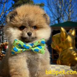 Irk Ve Sağlık Garantili Pomeranian Boo Yavrularımız 3