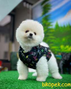 Irk Ve Sağlık Garantili Pomeranian Boo Yavrularımız 5
