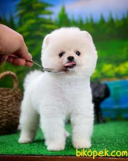 Irk Ve Sağlık Garantili Pomeranian Boo Yavrularımız 1