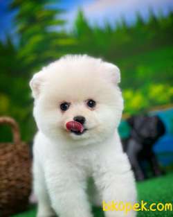 Irk Ve Sağlık Garantili Pomeranian Boo Yavrularımız 4