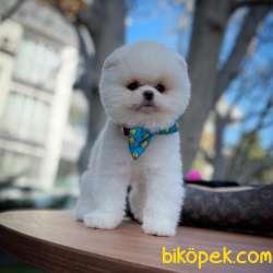 Irk Ve Sağlık Garantili Pomeranian Boo Yavrularımız 2