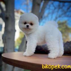 Irk Ve Sağlık Garantili Pomeranian Boo Yavrularımız 4