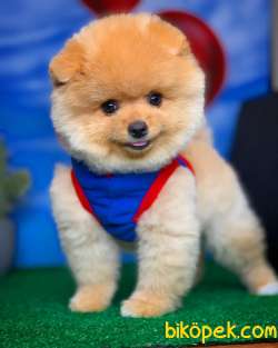 Irk Ve Sağlık Garantili Pomeranian Boo Yavrularımız 2