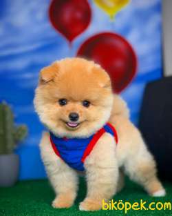 Irk Ve Sağlık Garantili Pomeranian Boo Yavrularımız 3