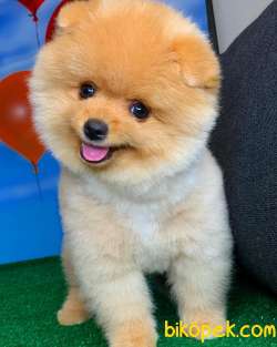Irk Ve Sağlık Garantili Pomeranian Boo Yavrularımız 4