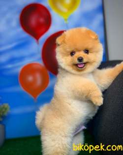 Irk Ve Sağlık Garantili Pomeranian Boo Yavrularımız 1