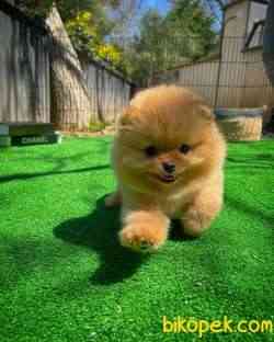 Irk Ve Sağlık Garantili Pomeranian Boo Yavrularımız 2