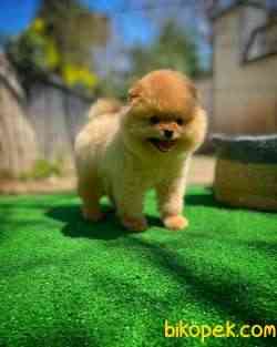 Irk Ve Sağlık Garantili Pomeranian Boo Yavrularımız 3