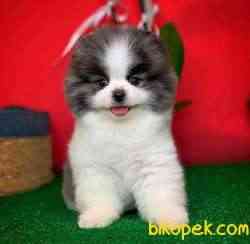 Irk Ve Sağlık Garantili Pomeranian Boo Yavrularımız 1