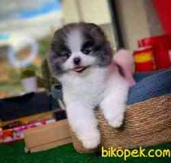 Irk Ve Sağlık Garantili Pomeranian Boo Yavrularımız 4