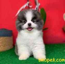 Irk Ve Sağlık Garantili Pomeranian Boo Yavrularımız 2