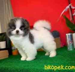 Irk Ve Sağlık Garantili Pomeranian Boo Yavrularımız 3