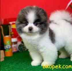 Irk Ve Sağlık Garantili Pomeranian Boo Yavrularımız 5