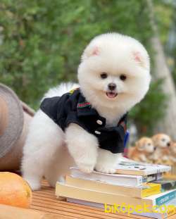 Irk Ve Sağlık Garantili Pomeranian Boo Yavrularımız 1