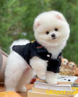 Irk Ve Sağlık Garantili Pomeranian Boo Yavrularımız 2
