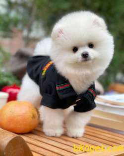 Irk Ve Sağlık Garantili Pomeranian Boo Yavrularımız 3