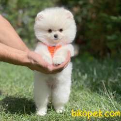 Irk Ve Sağlık Garantili Pomeranian Boo Yavrularımız 5
