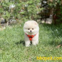 Irk Ve Sağlık Garantili Pomeranian Boo Yavrularımız 4