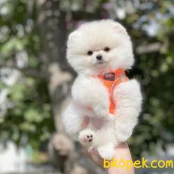 Irk Ve Sağlık Garantili Pomeranian Boo Yavrularımız 1