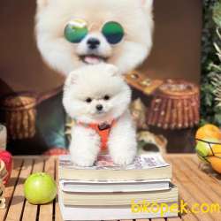 Irk Ve Sağlık Garantili Pomeranian Boo Yavrularımız 2