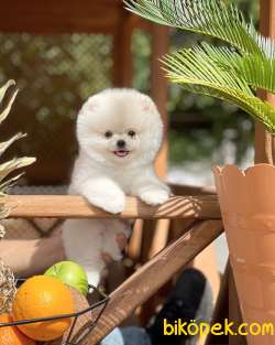 Irk Ve Sağlık Garantili Pomeranian Boo Yavrularımız 3