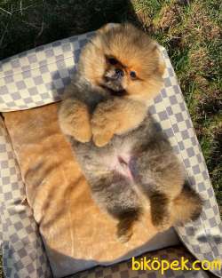 Irk Ve Sağlık Garantili Pomeranian Boo Yavrularımız 5