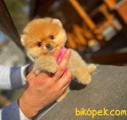 Irk Ve Sağlık Garantili Pomeranian Boo Yavrularımız 2