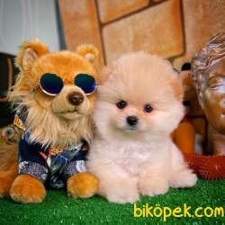 Irk Ve Sağlık Garantili Pomeranian Boo Yavrularımız 4