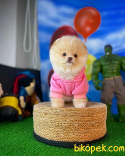 Irk Ve Sağlık Garantili Pomeranian Boo Yavrularımız 3