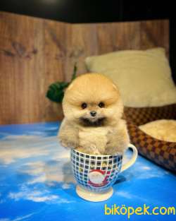 Irk Ve Sağlık Garantili Pomeranian Boo Yavrularımız 3