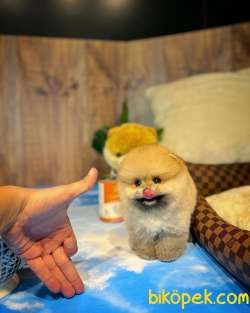 Irk Ve Sağlık Garantili Pomeranian Boo Yavrularımız 2