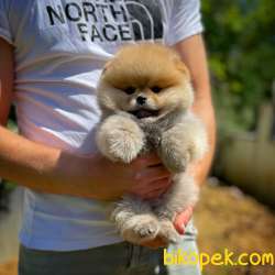 Irk Ve Sağlık Garantili Pomeranian Boo Yavrularımız 4